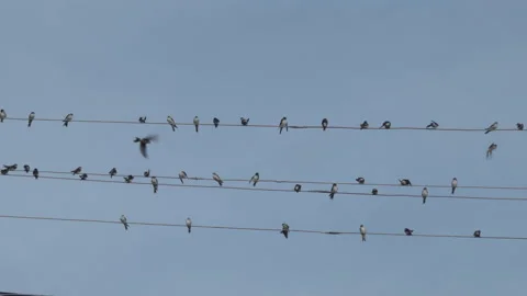 Swallows sit on electric wires Stock Footage 230690637