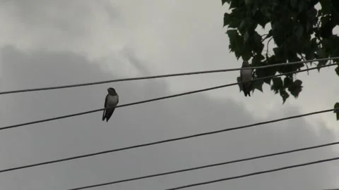 Swallows sit on a wire in front of rain, natural phenomena, birds A Video stock 160355832