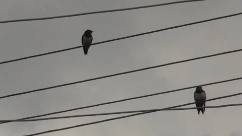 Swallows sit on a wire in front of rain, natural phenomena, birds B Video stock 160355841