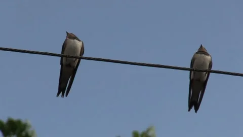Swallows sit on a wire in front of rain, natural phenomena, birds C Vidéo 160355849