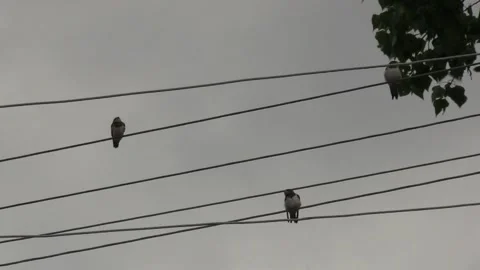 Swallows sit on a wire in front of rain, natural phenomena, birds D Video stock 160355851