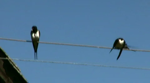 Swallows sit on wires Stock Footage 856748