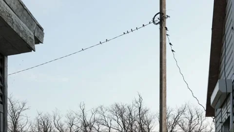 Swallows sit on wires in spring. Flock of swallows in clear sky. Birds fly in Stock Footage 170387102
