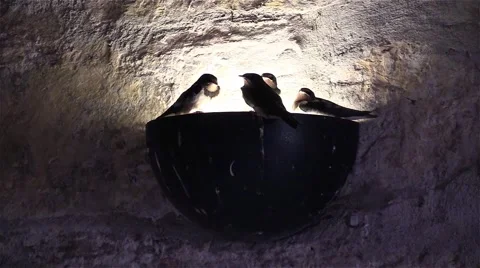 Swallows sitting around a light bulb in a cave Stock Footage 54579166