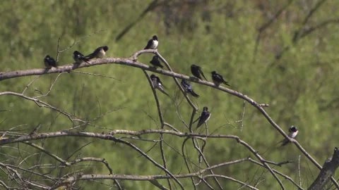 Swallows sitting on a branch Stock Footage 255765423