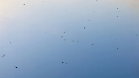 Swallows in the sky Stock Footage 86161226