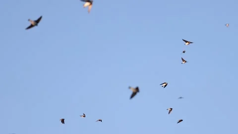 Swallows slow motion fly in the clear sky Stock Footage 150661311
