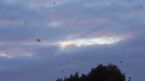 Swallows Soar above Treetops Stock Footage 49593796