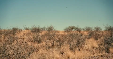 Swallows Soaring and Feeding Above Dry Bushes in Namibian Landscape Stock Footage 321772613