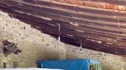 Swallows in Spanish farm Stock Footage 157735009
