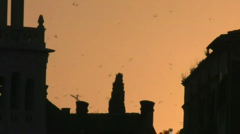 SWALLOWS IN SPLIT Vidéo 344563