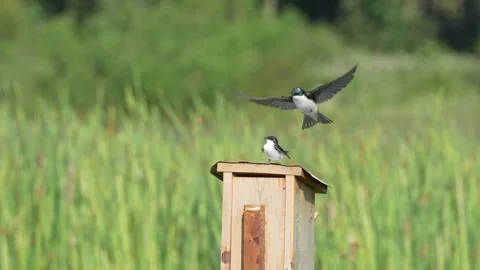 Swallows in the spring 2 Stock Footage 314516871