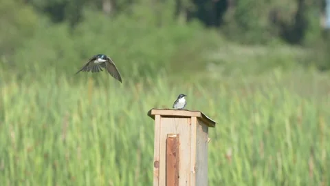 Swallows in the spring Stock Footage 314516869