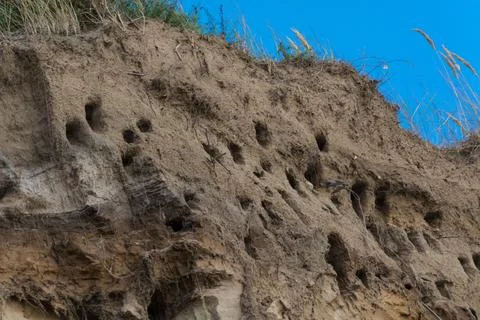 Swallows for swallows on the cliffs of Ahrenshoop Stock Photos