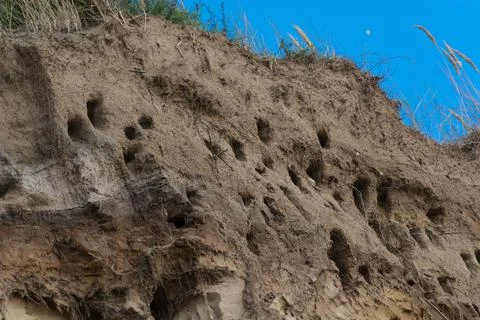 Swallows for swallows on the cliffs of Ahrenshoop Foto stock