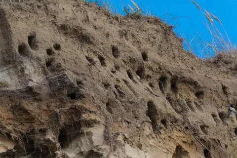 Swallows for swallows on the cliffs of Ahrenshoop Stock Photos