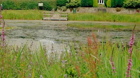 Swallows swooping for a drink Stock Footage 246981960