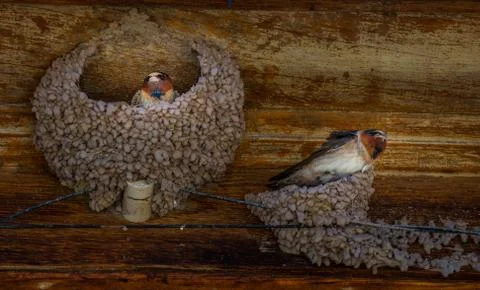 Swallows in their nests Stock Photos