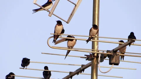 Swallows on a tv antenna Видео 33480667