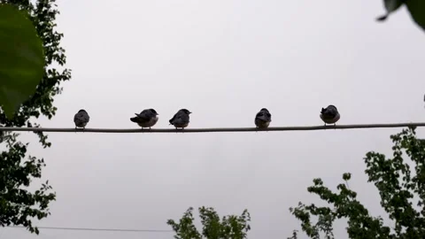 Swallows waiting on the wire in a windy day Stock Footage 137829663
