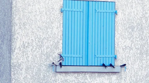 Swallows on a windowsill Video stock 33481170