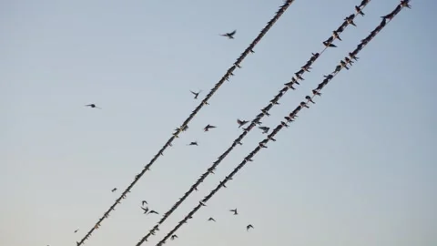 Swallows on a wire against a blue sky. Stock Footage 319949703