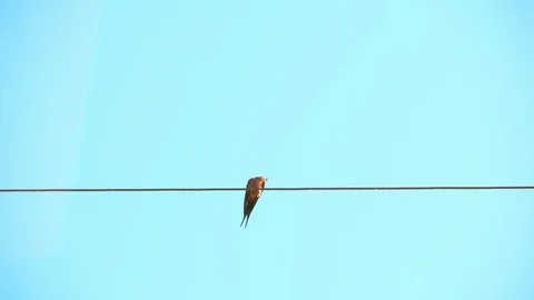 Swallows on the wire with blue background, Alone birds sitting on a wire Video stock 116704757