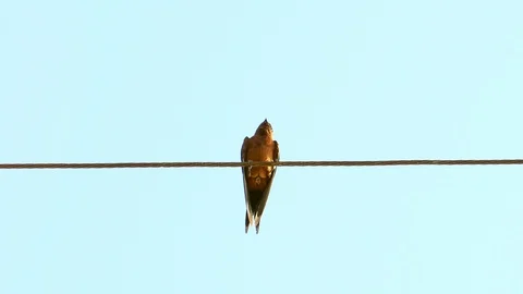 Swallows on the wire with blue background, Alone birds sitting on a wire Video stock 116704963