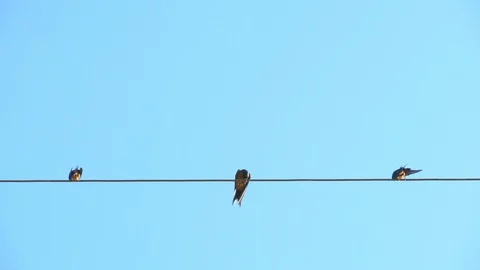 Swallows on the wire with blue background, bird perched on a cable preening Video stock 116705002