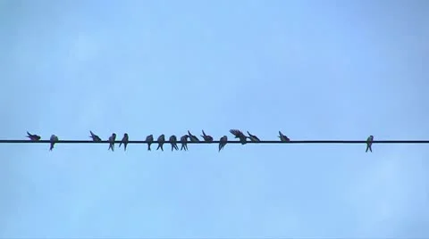 Swallows on a wire Video stock 11409884