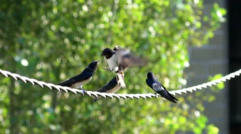 Swallows on the wire Stock Footage 40431422