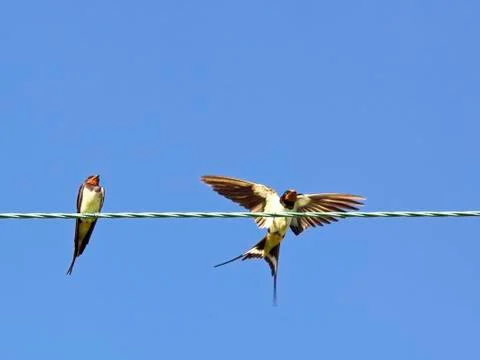 Swallows on a wire Stock Photos