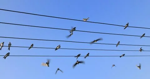 Swallows on the wire Fotos Stock