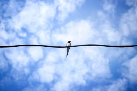 Swallows on wire Stock Photos