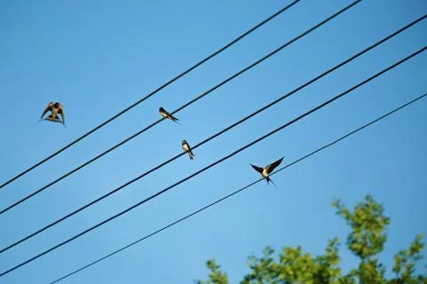 Swallows on the wire Stock Photos