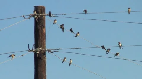 Swallows on the wires Stock Footage 12325187