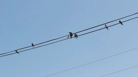 Swallows on wires Stock Footage 40619378
