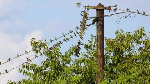 Swallows on the wires Stock Footage