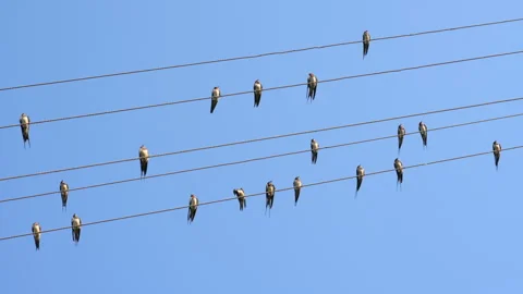 Swallows on wires Stock-Footage 321353550
