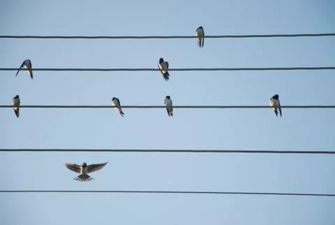 Swallows on the Wires Stock Photos