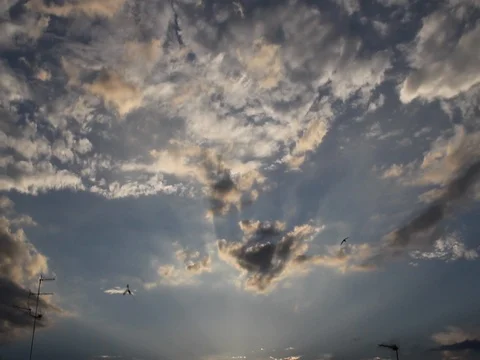 Swallows worm's eye Stock Footage 83435623