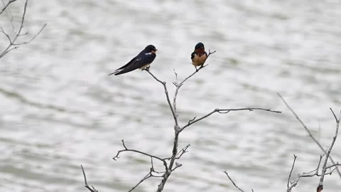 SwallowsOnBranch 動画素材 252984337