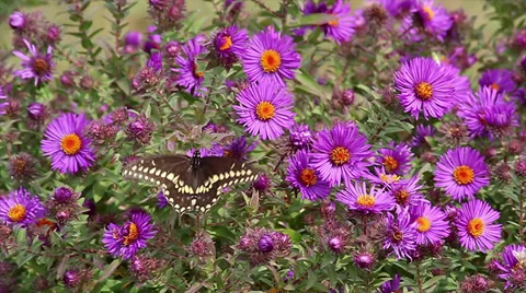 Swallowtail on Aster Stock Footage 35651646