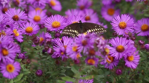 Swallowtail on Aster II Stock Footage 35651642