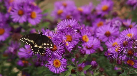 Swallowtail on Aster III Stock Footage 35651326