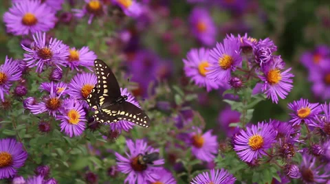 Swallowtail on Aster IV Stock Footage 35651738