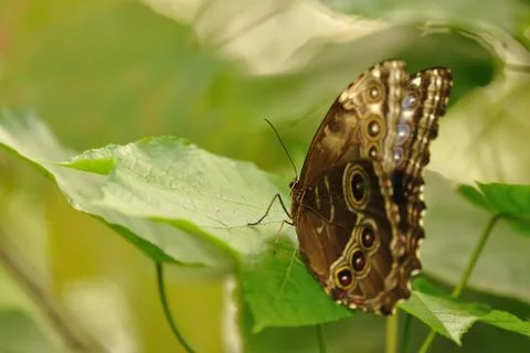 Swallowtail from back view on leaf Stock Photos