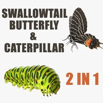 Swallowtail Butterfly and Caterpillar Collection 3D Model