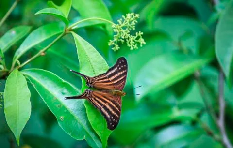 Swallowtail butterfly in Belize Stock Photos