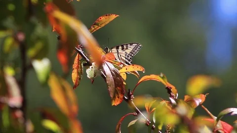 Swallowtail butterfly blends in with leaves Stock Footage 75426719